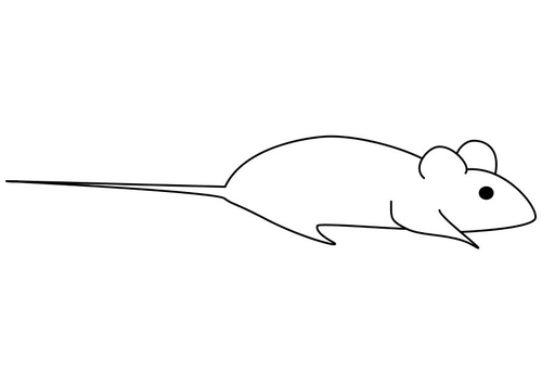 Maus