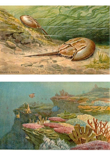 Meeresleben