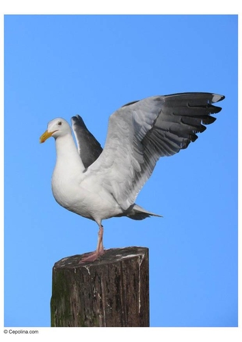 Foto Möwe auf Pfahl
