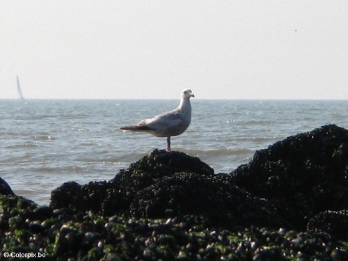 Foto Möwe