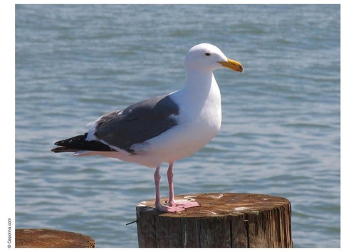 Möwe