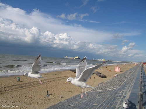 Foto Möwen am Strand