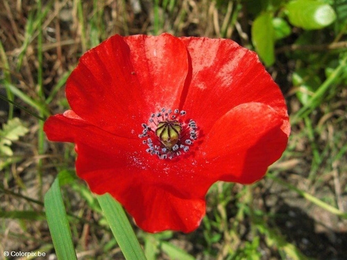 Mohnblume