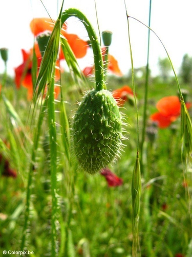 Foto Mohnknopse 2