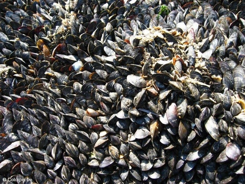 Muscheln 2