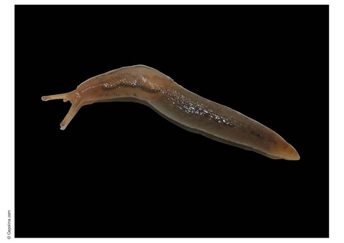 Nacktschnecke