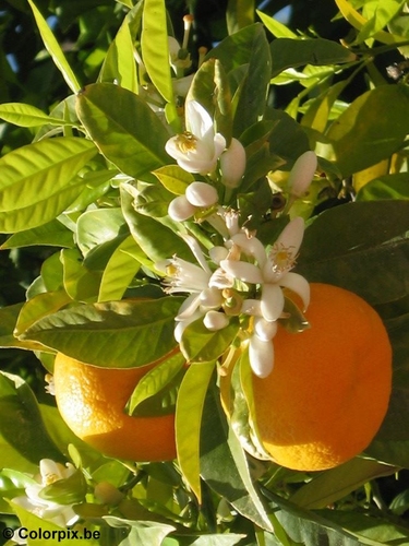Foto Orangen mit Orangenblüten