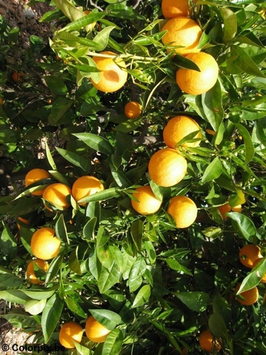 Orangen