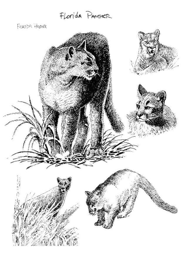 Panther