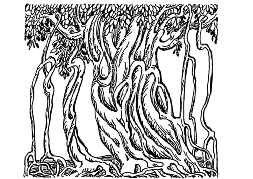 Malvorlage  Pappel-Feige