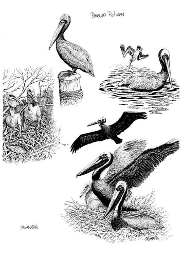 Pelikan