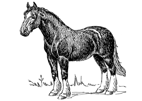 Pferd
