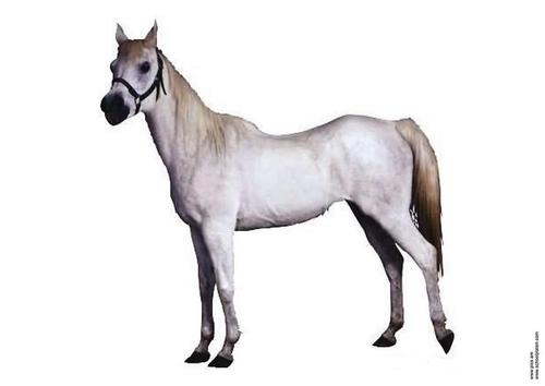 Pferd