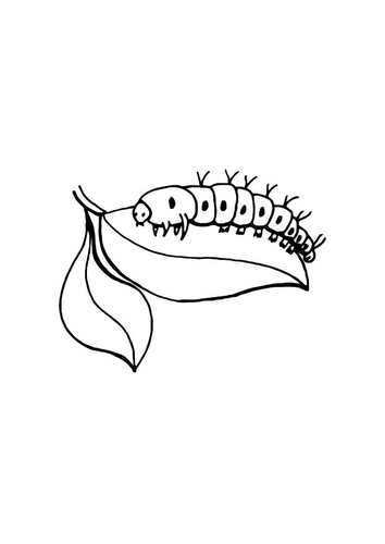 Raupe