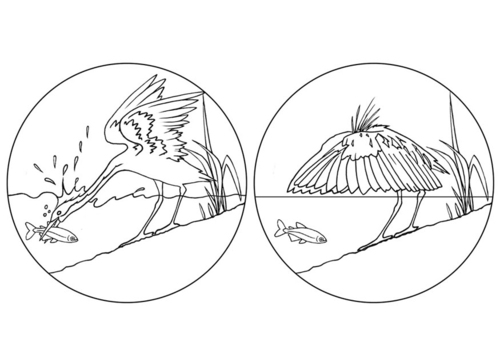 Malvorlage  Reiher fängt Fisch