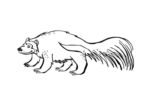 Malvorlage  Riesenmarder