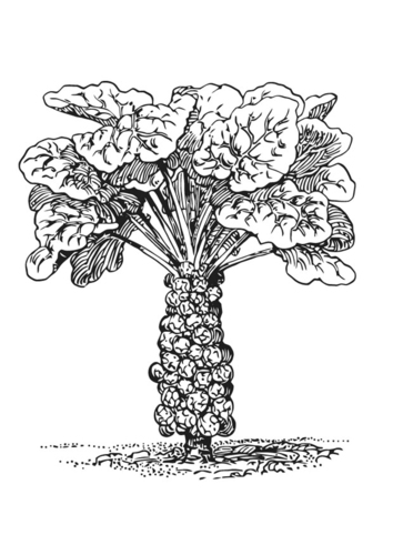 Rosenkohl
