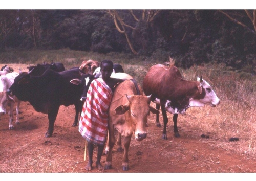Schäfer in Kenia