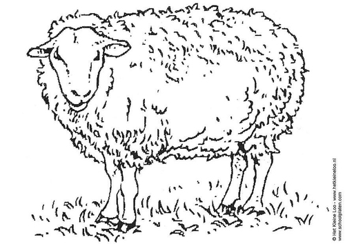 Schaf