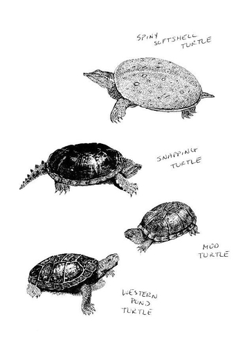 Malvorlage  Schildkröten