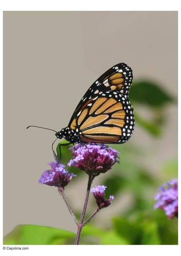 Foto Schmetterling 2
