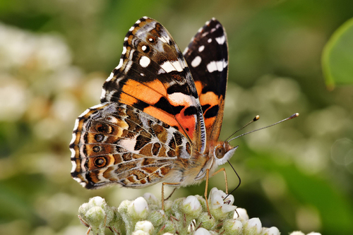 Schmetterling - Australische painted Lady