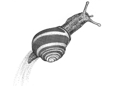 Schnecke