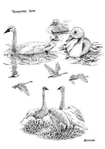 Malvorlage  Schwäne - Schwan