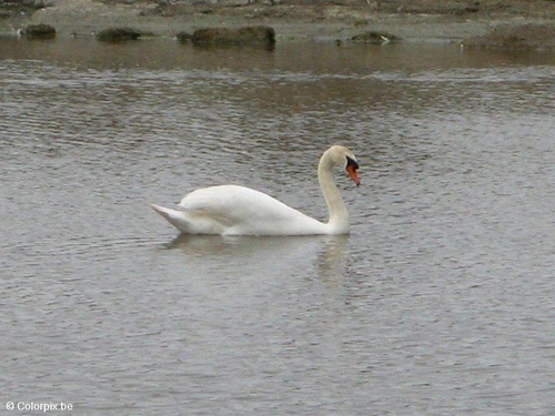 Schwan 1
