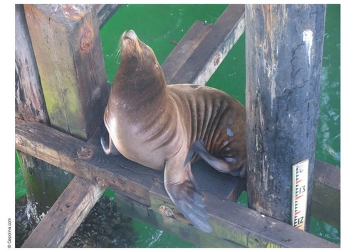 Seelöwe