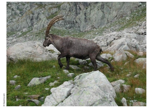 Steinbock 2
