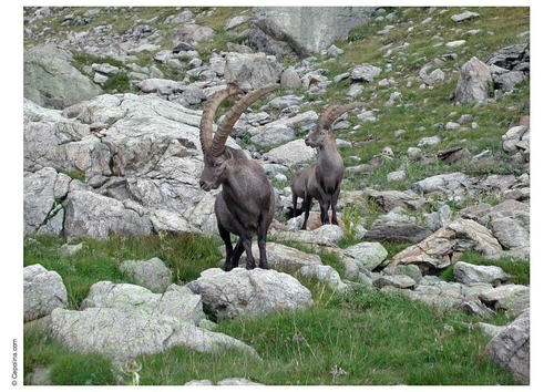 Steinbock