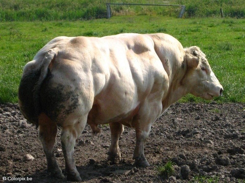 Stier