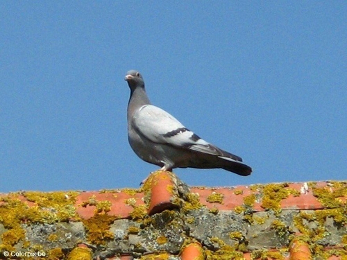Taube