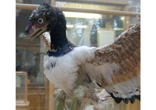 Urvogel (Archaeopteryx)