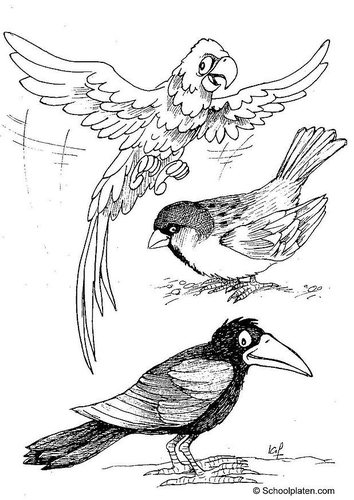 Vögel