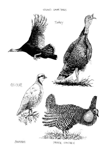 Vögel
