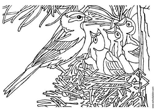 Vogel mit Nest