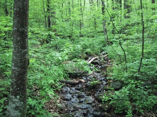 Wald