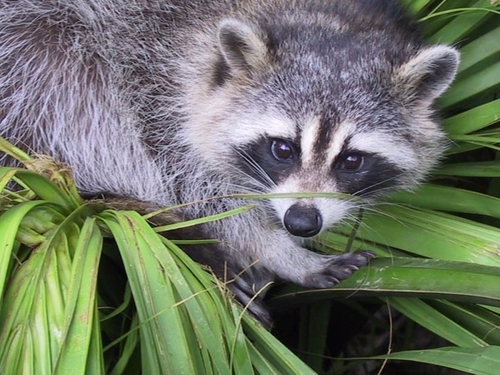 Waschbär