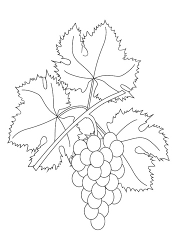 Weinranke mit Trauben
