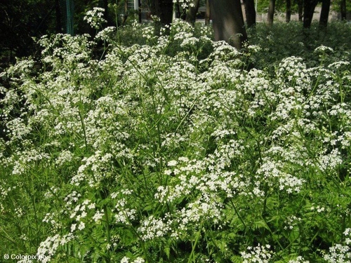 Wiesenkerbel 2