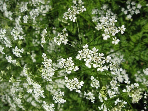 Wiesenkerbel 3