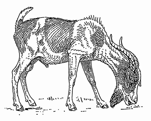 Ziege