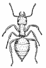 Malvorlage ameise