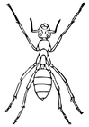 Malvorlage ameise