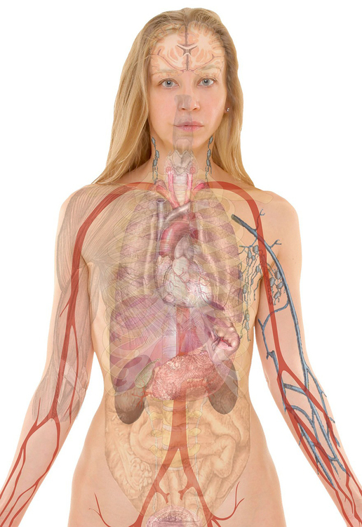 Bild Anatomie