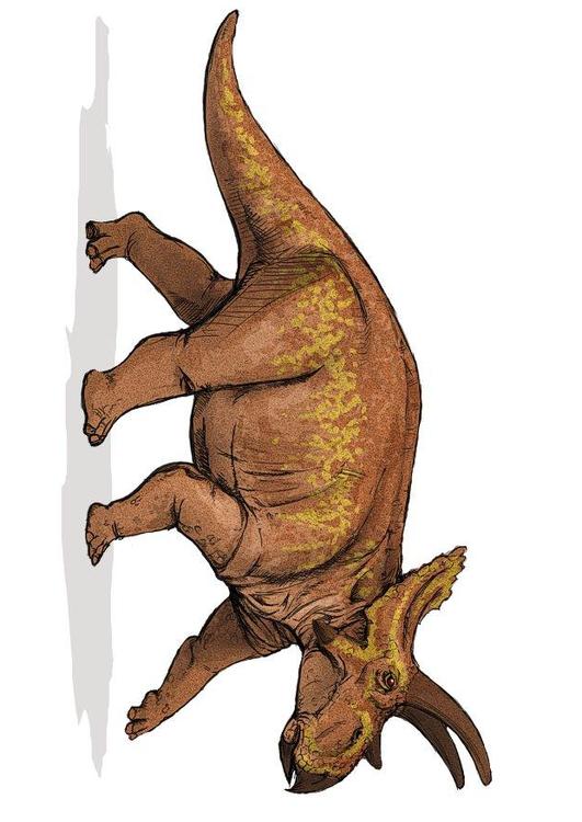 Anchiceratops Dinosaurier