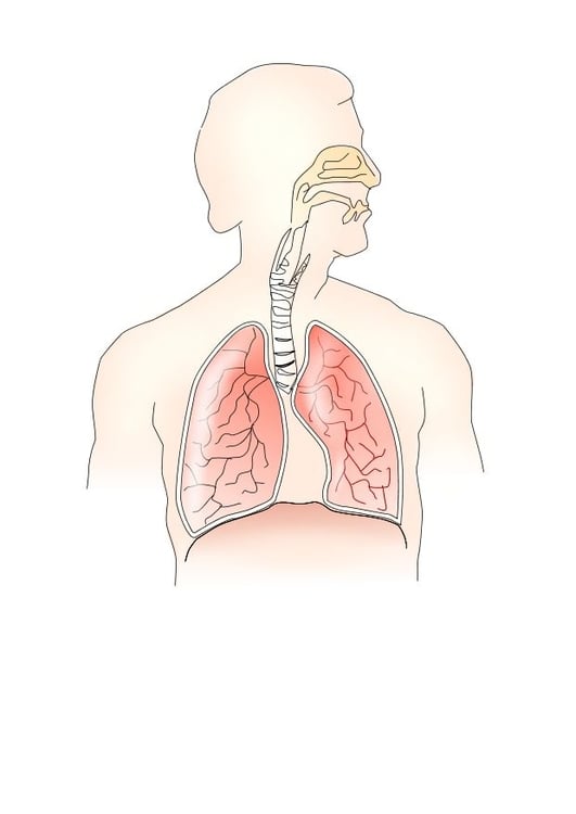 Bild Atmungssystem