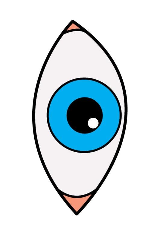 Auge